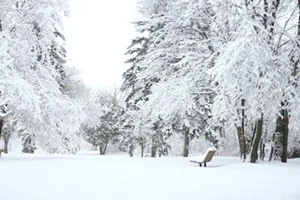 Snowy-Forest